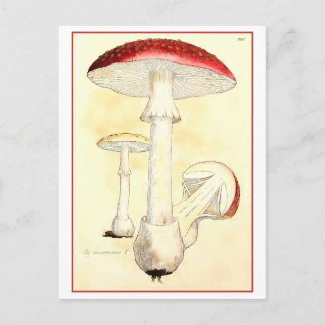 Vintage Red Toadstool / Mushroom Illustration Postcard (Front)