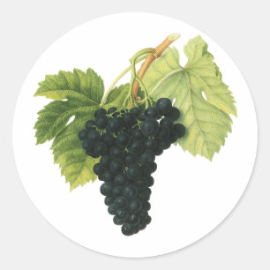 Vintage Red Wine Organic Grape Cluster, Food Fruit Classic Round Sticker
