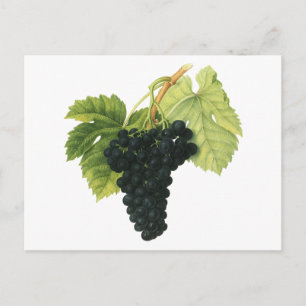 Vintage Red Wine Organic Grape Cluster, Food Fruit Postcard