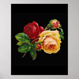 Vintage red yellow rose against black - accessory poster