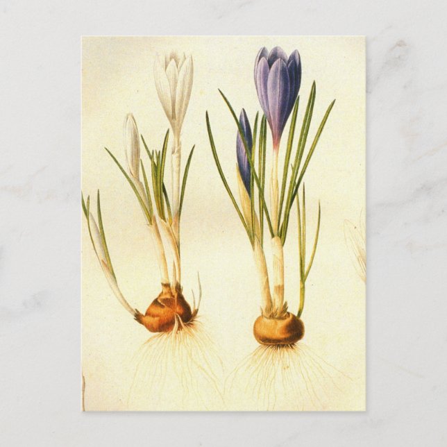 Vintage Redoute Crocus Postcard (Front)