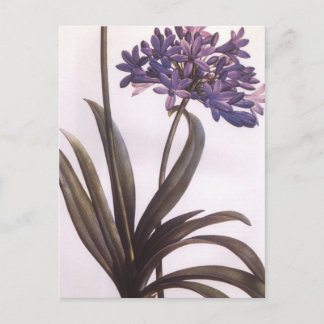 Vintage Redoute Purple Flower Postcard
