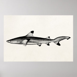 Vintage Reef Shark Illustration - Black Tipped Poster