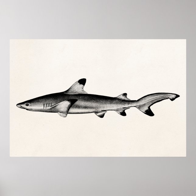 Vintage Reef Shark Illustration - Black Tipped Poster (Front)