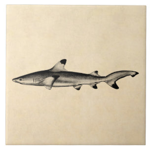 Vintage Reef Shark Illustration - Black Tipped Tile