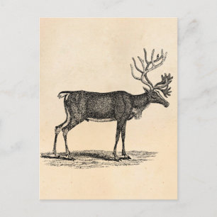 Vintage Reindeer Illustration - 1800's Christmas Holiday Postcard