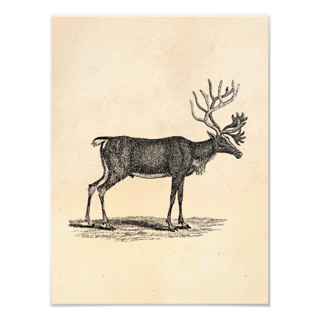 Vintage Reindeer Illustration - 1800's Christmas Photo Print (Front)