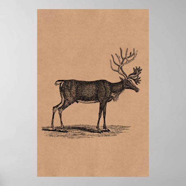 Vintage Reindeer Illustration - 1800's Christmas Poster (Front)