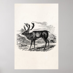 Vintage Reindeer Personalised Deer Illustration Poster