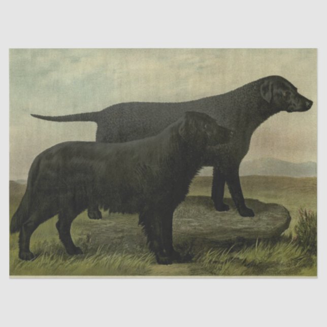 Vintage Retrievers Tissue Paper (Front)