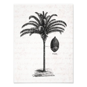Vintage Retro Brazilian Palm Tree Template Palms Photo Print