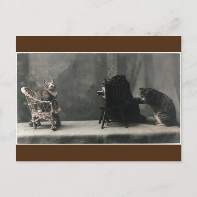  Vintage Retro Cat Photo Taking Postcard (Front)