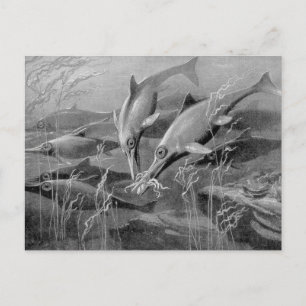 Vintage retro ichthyosaur black and white picture postcard