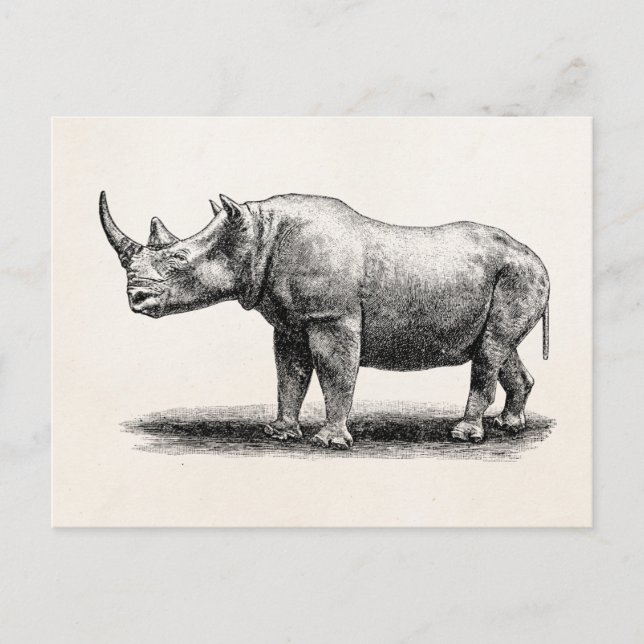 Vintage Rhinoceros Illustration Rhino Rhinos Postcard (Front)