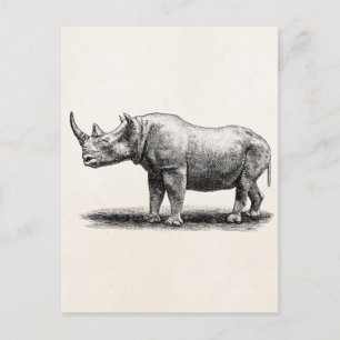 Vintage Rhinoceros Illustration Rhino Rhinos Postcard