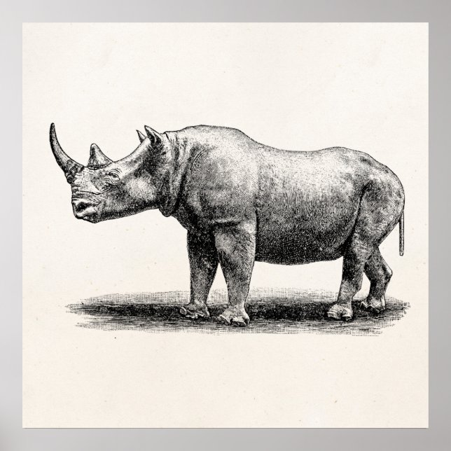 Vintage Rhinoceros Illustration Rhino Rhinos Poster (Front)