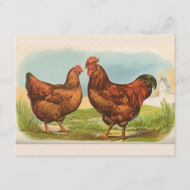 Vintage "Rhode Island Red Chicken" Postcard (Front)