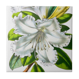 Vintage Rhododendron Botanical Tile