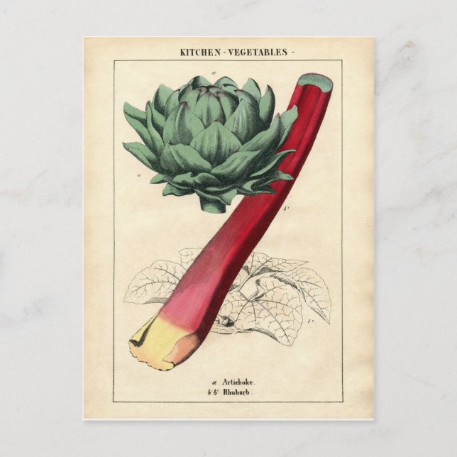 Vintage Rhubarb Botanical Print Postcard (Front)