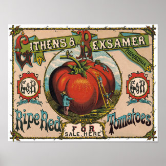 Vintage Ripe Red Tomatoes Poster