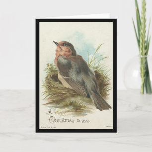Vintage Robin, Christmas Holiday Card