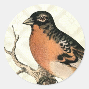 Vintage Robin Classic Round Sticker
