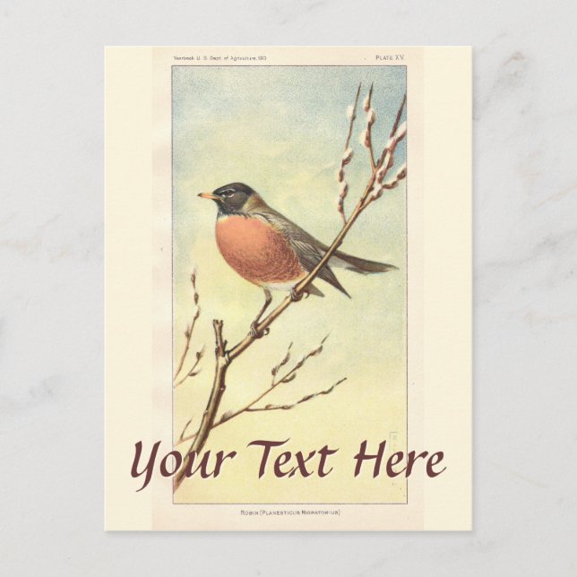 Vintage Robin Postcard (Front)