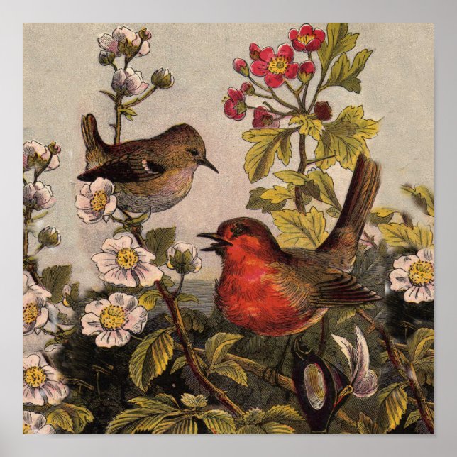 Vintage Robins for Bird Lovers Poster (Front)