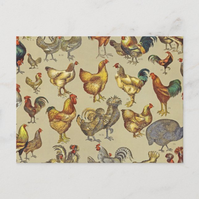 Vintage Rooster Chicken Pattern: Farmhouse Art Postcard (Front)