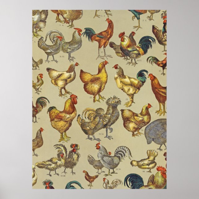 Vintage Rooster Chicken Pattern: Farmhouse Art Poster (Front)