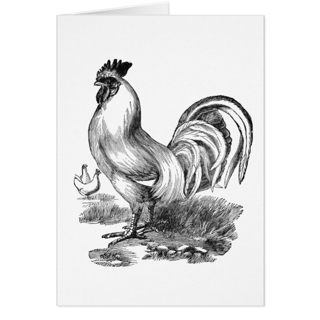 Vintage rooster illustration (Front)