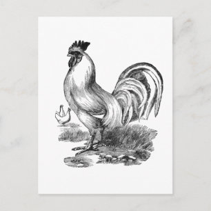 Vintage rooster illustration postcard