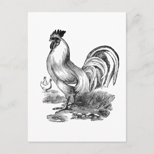 Vintage rooster illustration postcard (Front)