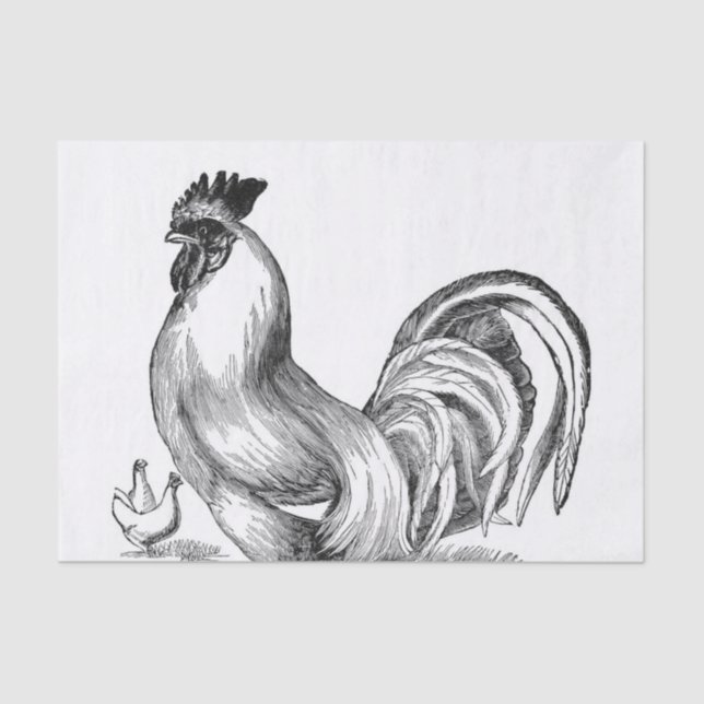 Vintage rooster illustration tissue paper (Front)