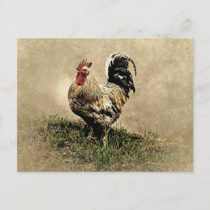 Vintage Rooster in the Grass Postcard