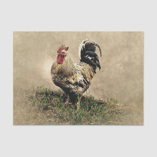 Vintage Rooster in the Grass  Tissue Paper (Front)
