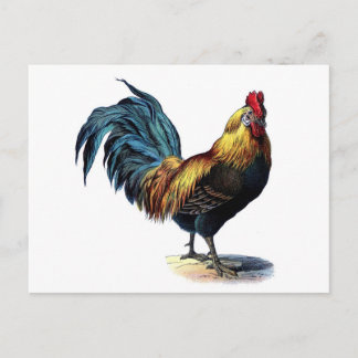 Vintage Rooster Postcard