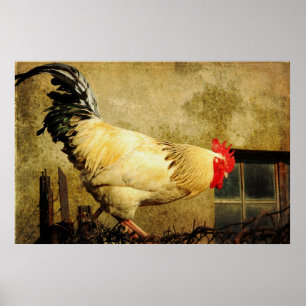 Vintage Rooster Poster