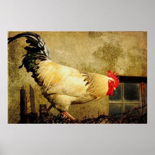 Vintage Rooster Poster (Front)