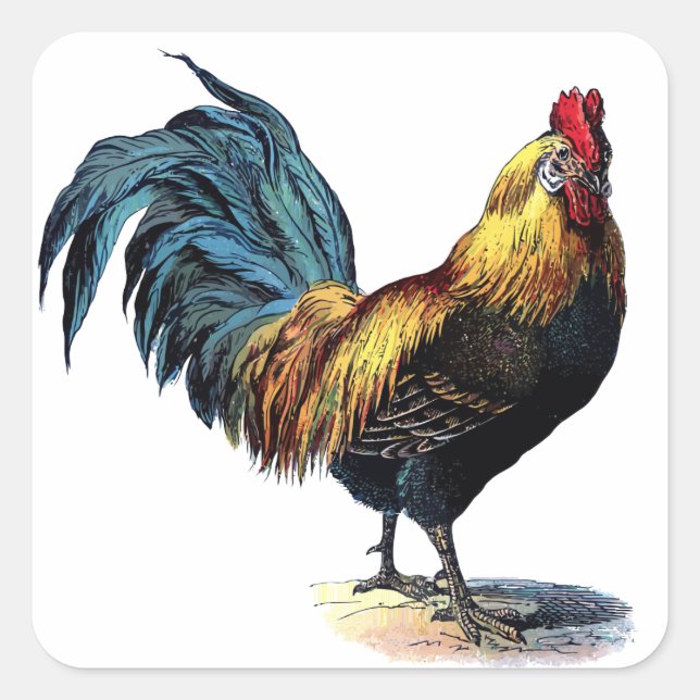 Vintage rooster square sticker (Front)