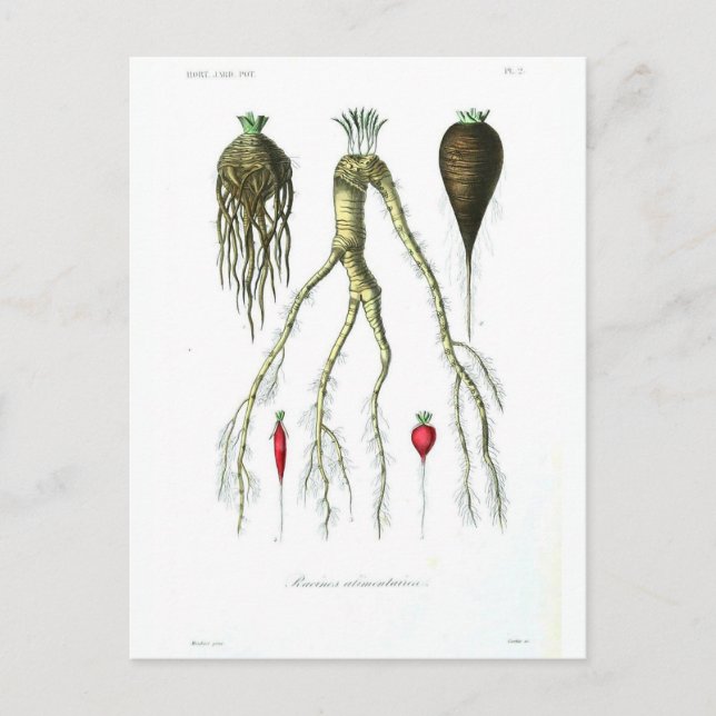 Vintage Root Vegetables Botanical Print Postcard (Front)