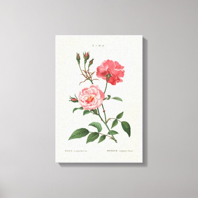 Vintage Rosa Flowers Canvas Print (Front)