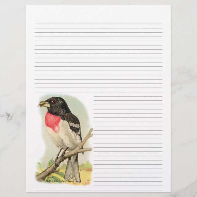Vintage Rose Breasted Grosbeak Lined Letterhead (Front)