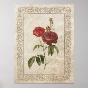 Vintage Rose II Botanical Poster