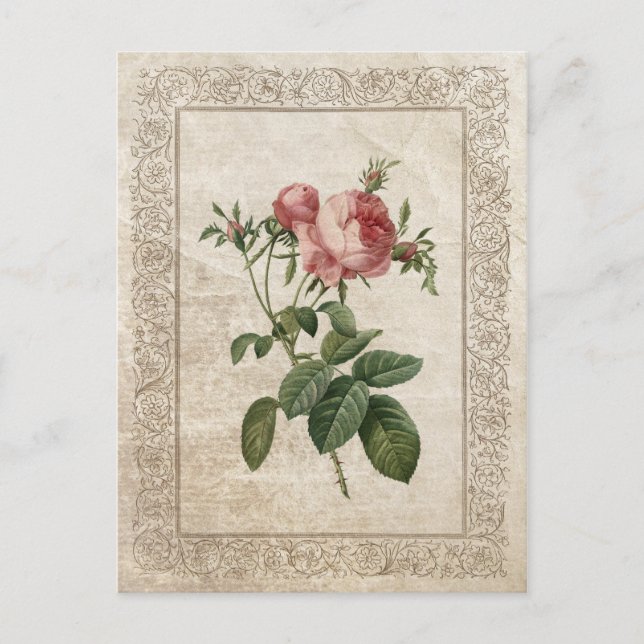 Vintage Rose III Postcard (Front)