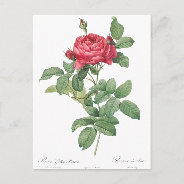 Vintage Rose Illustration Postcard (Front)