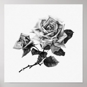 Vintage Rose Illustration Poster