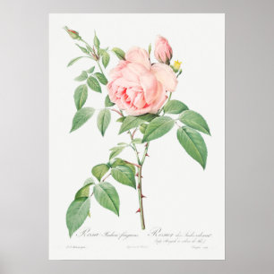 Vintage Rose Illustration Poster