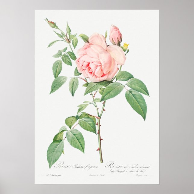 Vintage Rose Illustration Poster (Front)