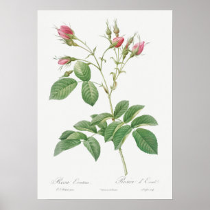 Vintage Rose Illustration Poster